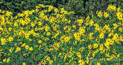 Roadside Wildflowers_P1190043-5.jpg - Photographed at Smiths Falls, Ontario, Canada.
